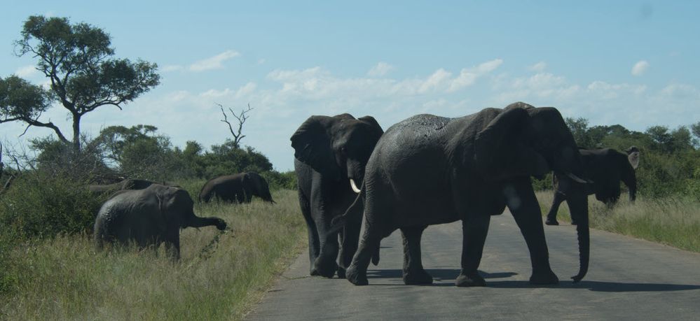 Elephants stop traffic in Kruger Park